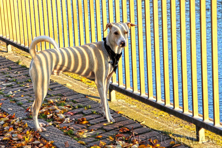 millimeter løber tør løn AFICIONADO.G » Zebra-Hund der Erste…